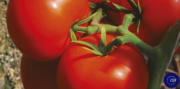 ��� �������, ������� �� ���������� � ���� ������