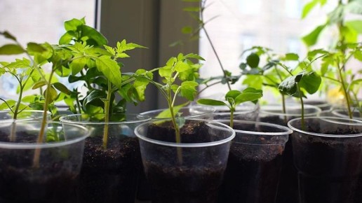 ����������� ����������� ������� �������: ������� ��������� ������