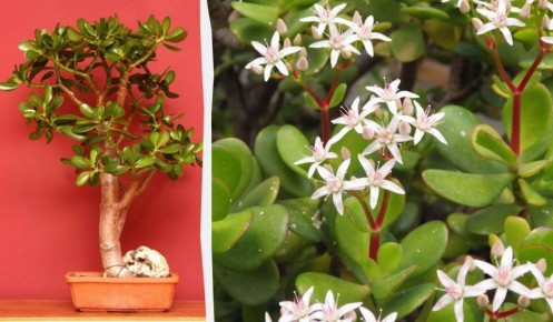 ������� ������� ��������� ������ ��� ��������� �����