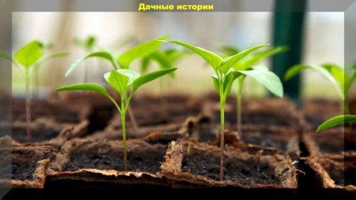 ������ �� ����������� ������� �����: �� ������ ����� �� �������