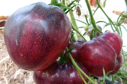 Ҹ���-���������� ������ ��� 21: ���������� ����� � �������������� ������