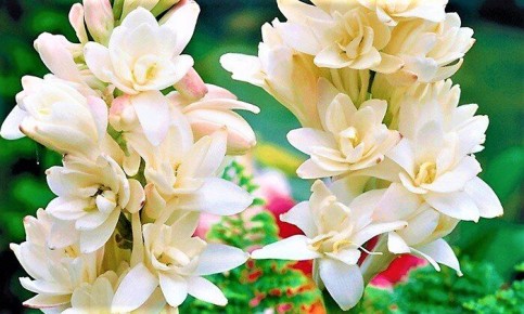 ��������: ������, ������� ��������� ��� ��������