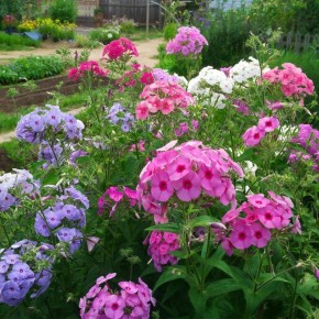 ��� ����� ���������� ������: ����������� ������ ��� ��������