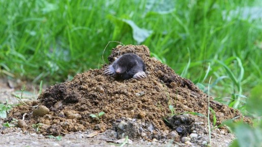 ��� ������������ �������� ����� ��� ������������� ����