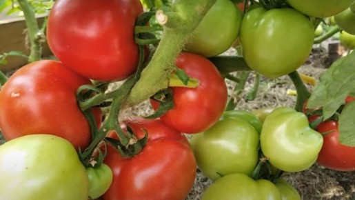 ������������ �����, ���������� ��� ����� ������: �������� ����������� �������