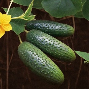 Огурец Магдалена: уникальный самоопыляемый сорт для вашего сада