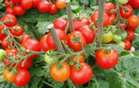 ��������� ������� ��� ����� �������