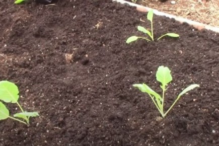 ��� ��������� ������� ����� �� 5 �����������: ������� �������� �������