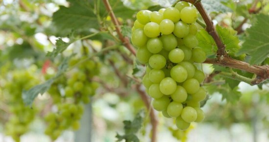 ����������� ������� ��������� ������: ������ � �������