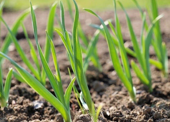 Почему желтеют листья чеснока: 7 факторов, не требующих нашатыря