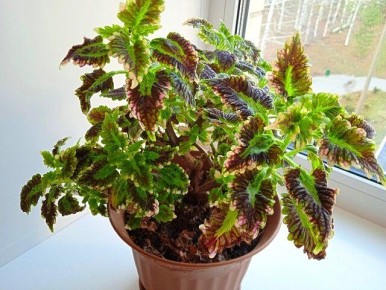 Колеус зимой: уход за ярким растением на подоконнике