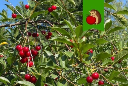 ������ ������� ��������� ����� �������� ����� ��� ������