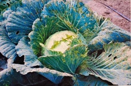 ��� ���������� �������� ������� �� ������������� ������?