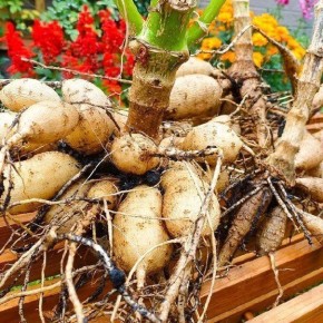 Когда лучше выкапывать георгины