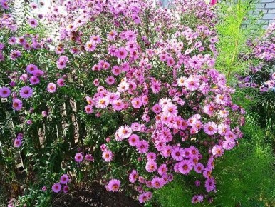 Как ухаживать за астрами сентябринками и октябринками для яркого цветения