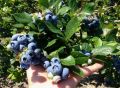 Почему голубика требует особого внимания при поливе