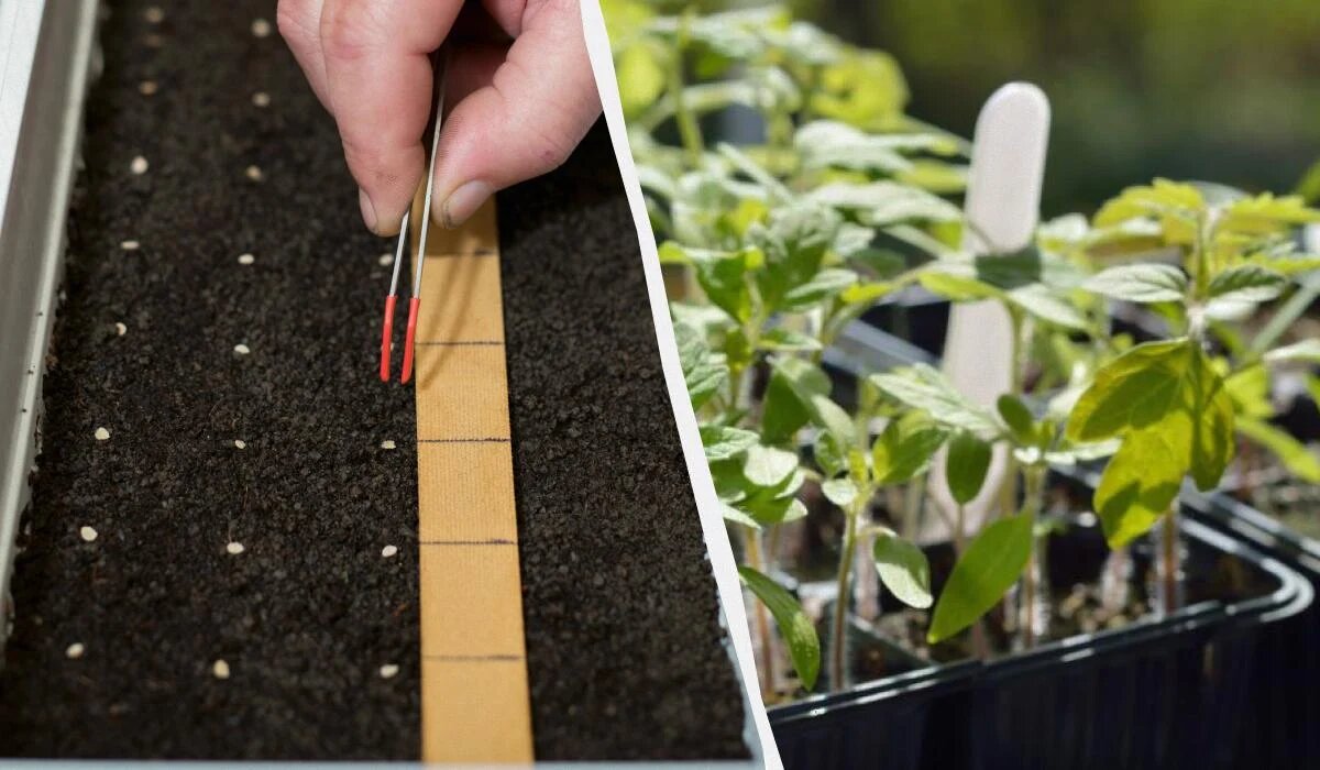 Как замачивать семена для быстрого прорастания: секреты опытных огородников