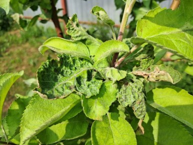 ���������� ������ ������������ ������: ��� ������ � ��� �������������