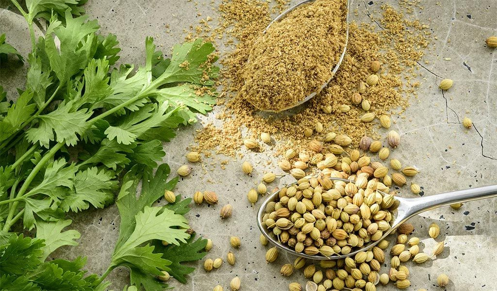 Кориандр: спорная специя с многообразием применения