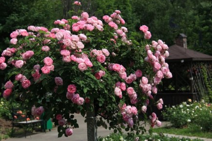 ��� ��������� �������� ��������� ���� ��� ��������� �����