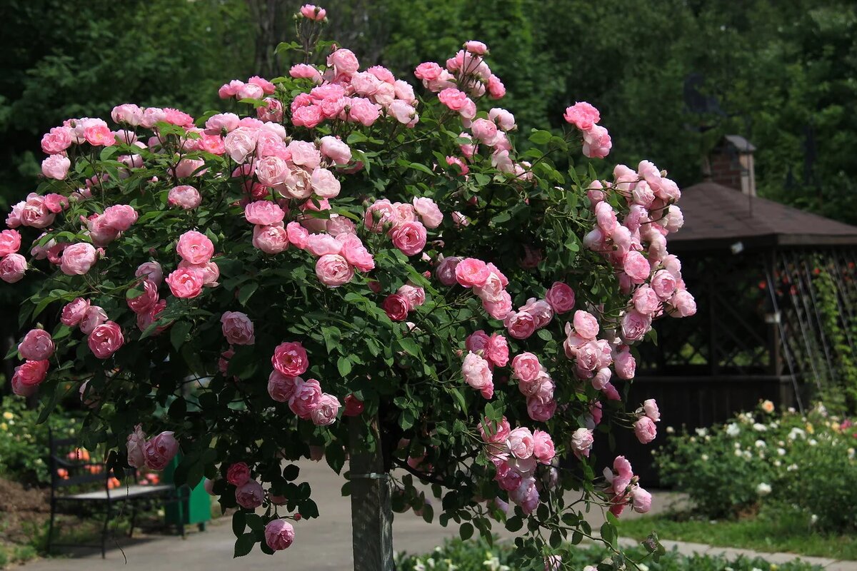 Как правильно обрезать штамбовые розы для идеальной кроны