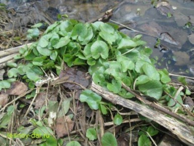 Чистяк весенний: торопыга, спешащая за солнечными лучами