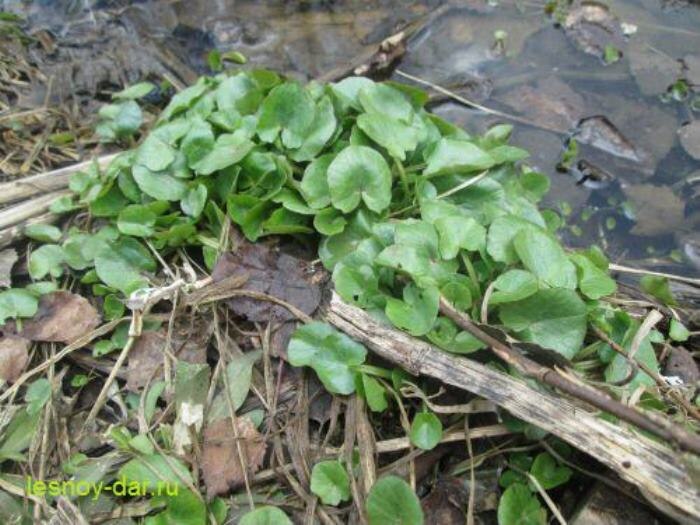 Чистяк весенний: торопыга, спешащая за солнечными лучами