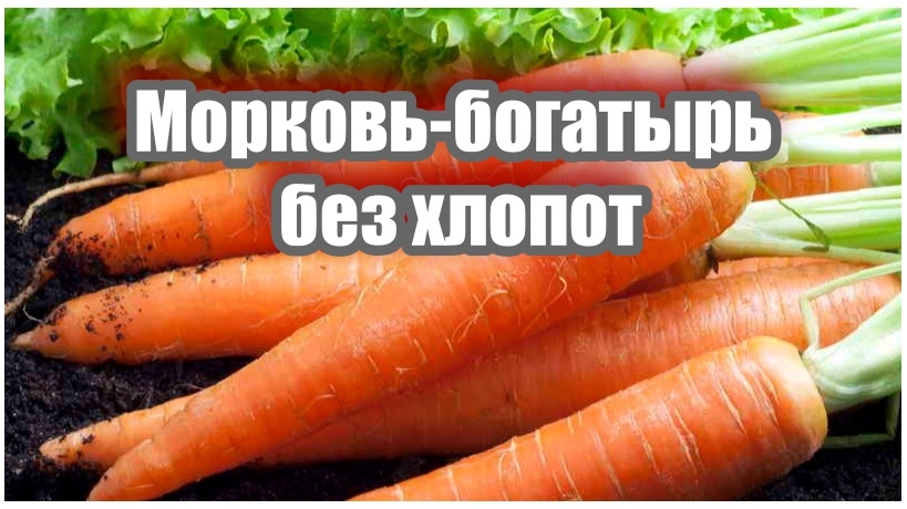 Как 'умные грядки' изменяют подход к огородничеству: урожай подрос на 40%