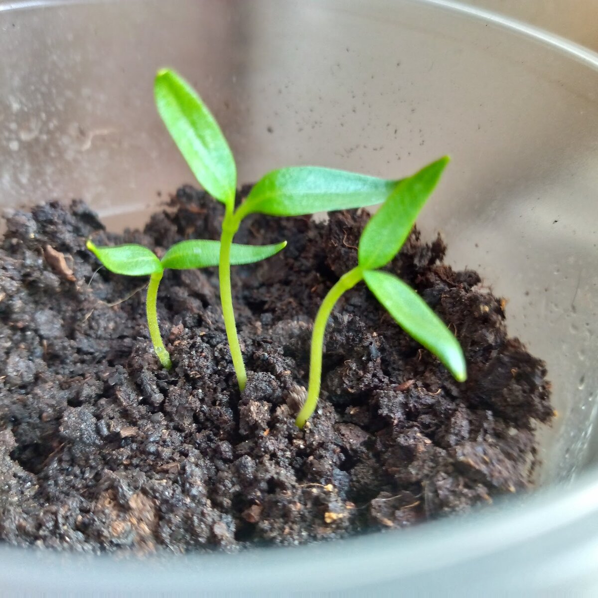 Как правильно подготовить грунт для рассады: три распространенные ошибки садоводов