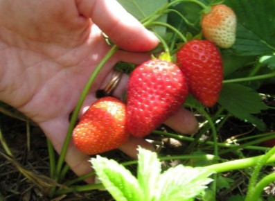 ��� ��������� �������� � ��������: ����������� ������ ���������