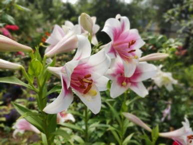 Как выращивать лилии: советы для начинающих садоводов