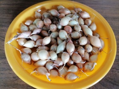 Успешный урожай лука Стурон: секреты посадки под зиму