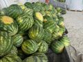 В предгорье собрали первый промышленный урожай арбузов