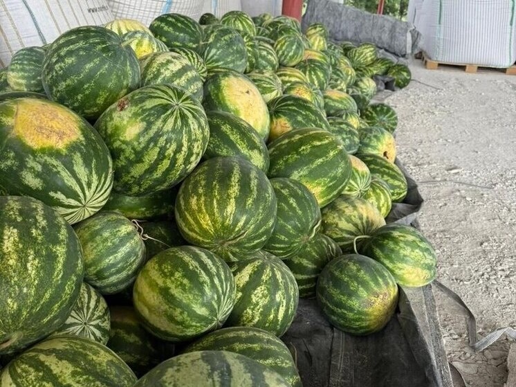 В предгорье собрали первый промышленный урожай арбузов