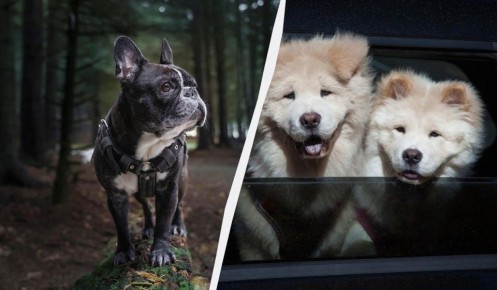 ������ � ������������ �������: ����� ������ ����� �� �������� � ��������