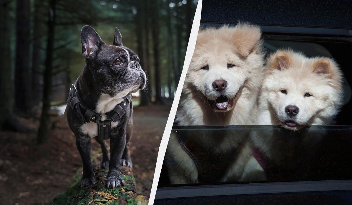 Собаки с выделяющимся запахом: какие породы лучше не заводить в квартире