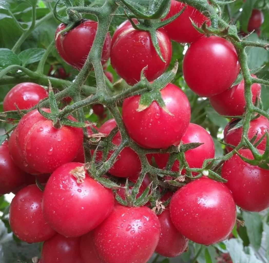 Томаты, которые растут при любых условиях и радуют урожаем