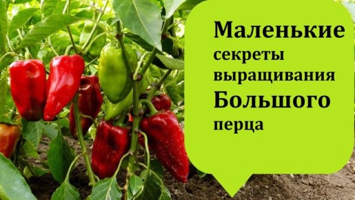 ��� ��������� ����� � �������� �������: ������� ������