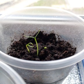 ������� �� �����������: ����� � ��� ������������� �������?