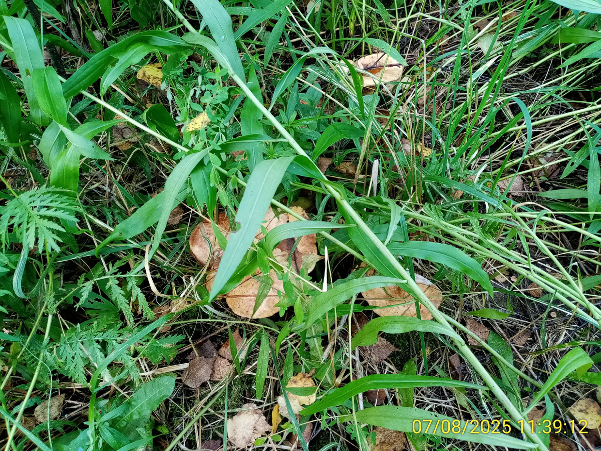 Грибная охота в жару: что удалось собрать в лесу