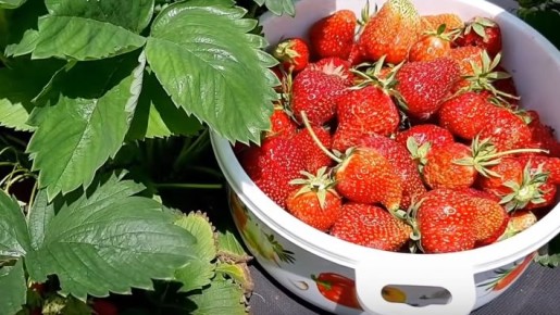 ���������� ������ �������� �� 80%: ����������� ������ �� �������� ��������