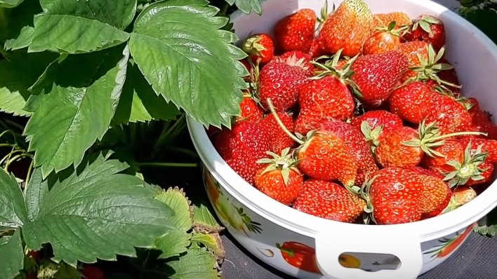 Увеличение урожая клубники на 80%: проверенные методы от опытного агронома