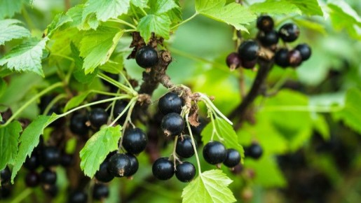 Летняя обрезка смородины: как увеличить урожай в 2,1 раза