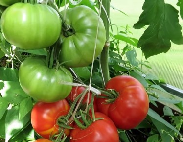 ��� ��������� ����������� ������: ����� ������� ������