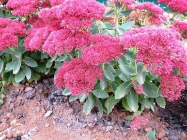 ������������ ������ ����������� ������ �� �����