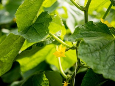 ������� ���������� ���������� ������: 16 �� � ����������� �����