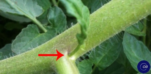 ���������� ������� � ���� �� �������: ������� ��������� ������