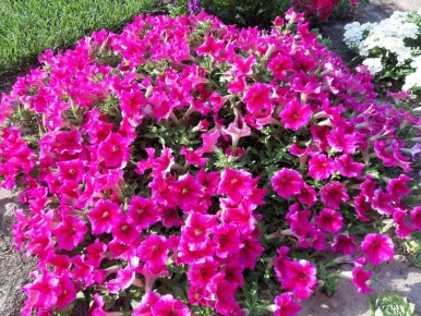 �������� ��������� ������: ��� ������ �������� ���� � �������� �����