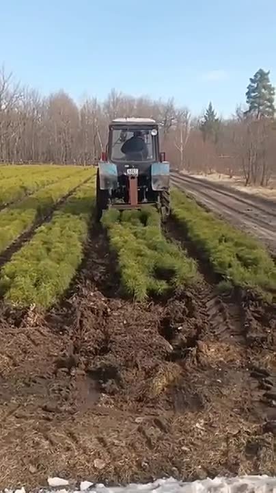 Мягкое зеленое на вид – на самом деле колючее