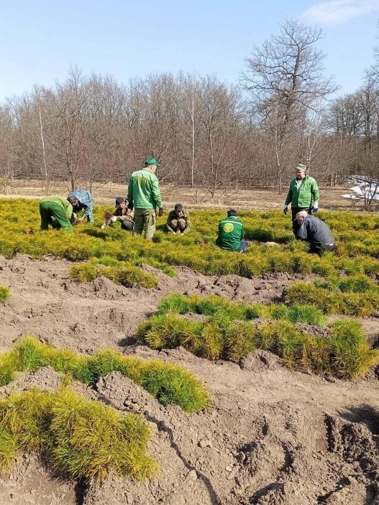 Мягкое зеленое на вид – на самом деле колючее Мягкое зеленое на вид – на самом деле колючее
